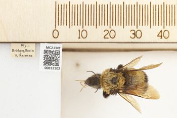 Media type: image;   Entomology 812102 Aspect: labels